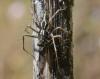 Oxyopes sp.